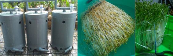 Sản xuất thiết bị làm rau mầm tự động theo phương pháp tưới phun sương kết hợp điều chuyển tưới nhỏ giọt